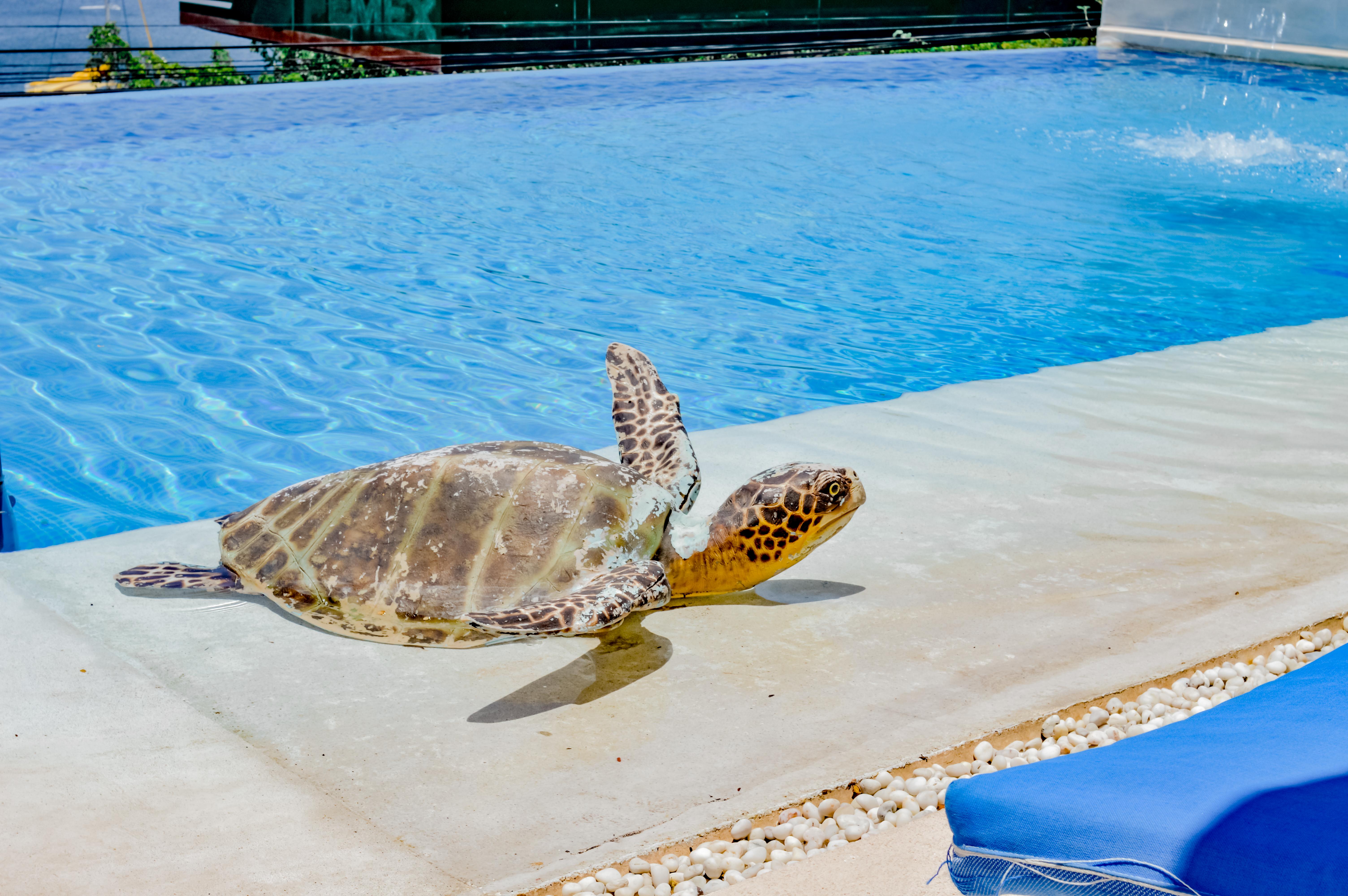 Villa Del Pescador Zihuatanejo Bagian luar foto